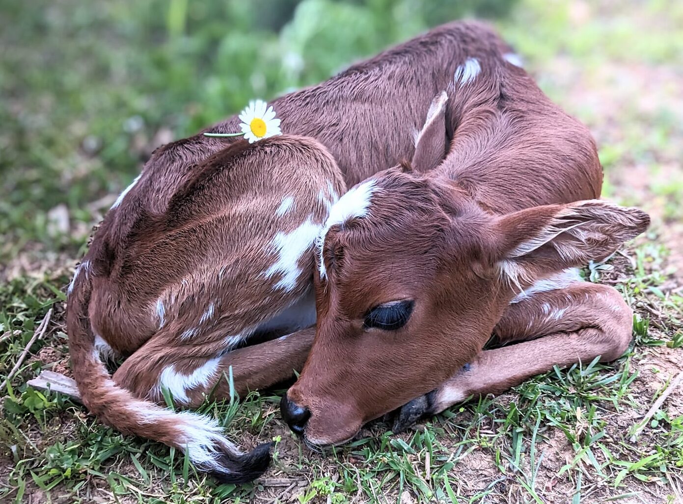 Holloway zebu farm